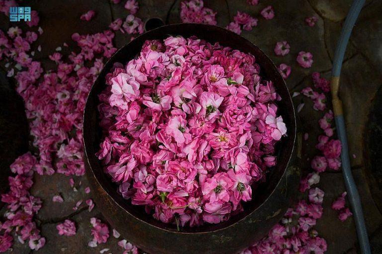 Ministry of Environment: Investment in Taif roses amounts to SAR64 million in Saudi